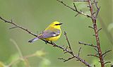 Blue-winged Warbler